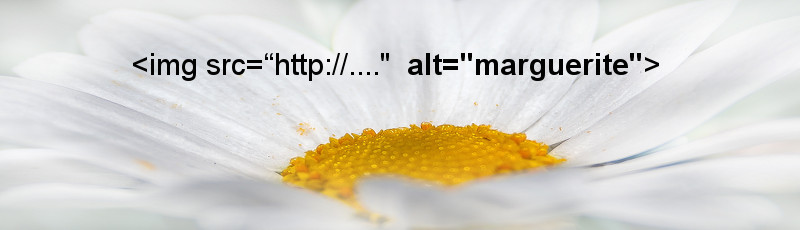 Атрибут alt используется для более точного описания содержимого графического изображения на веб-сайте